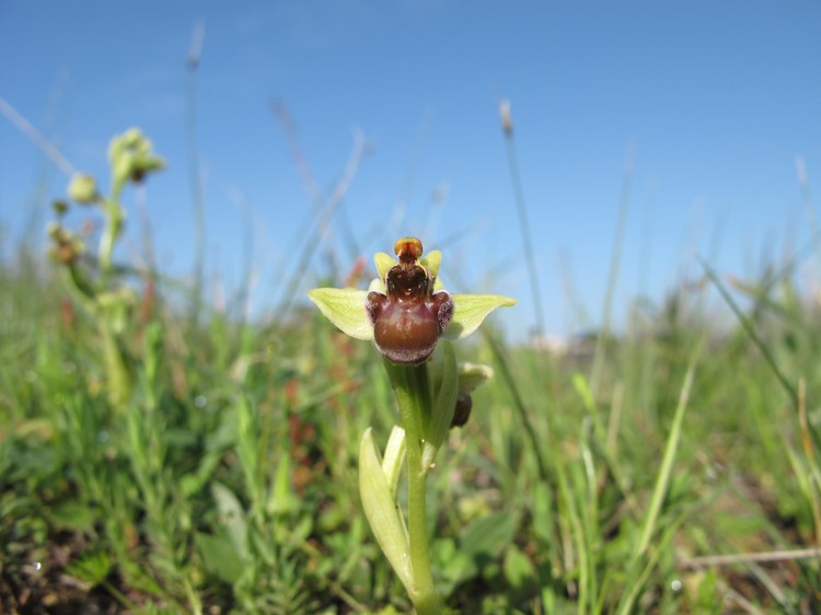 Ophrys bombyliflora